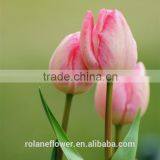 Names of Flowers Large Head Bright Pink Tulip Used for Decoration thumbnail-1
