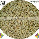 Fine Quality Pine Nuts Kernels - Pakistan Origin thumbnail-5