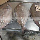 FROZEN BLACK POMFRET FISH IQF IWP PAKISTAN thumbnail-1