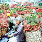 Price of Whole Sale Fresh Lychee From Vietnam thumbnail-6