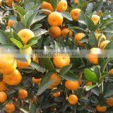 Mandarin Orange Fruit Cheaper Price thumbnail-5