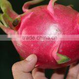 BEST VIETNAM DRAGON FRUIT/PITAYA thumbnail-2