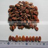 Red Watermelon Seeds for Sale thumbnail-2