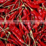 HOT SPICY RED CHILI EXPORTER thumbnail-4