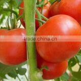 Greenhouse Seeds Tomato Seeds Best Quality for Plant thumbnail-2