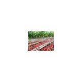 Vanq Grow Light Bar 150w Hydroponics Led Plant Waterproof High Power Greenhouse Lamp thumbnail-2