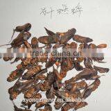 Pet Bird Food Vacuum Dried Crickets thumbnail-1