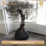 2017 Eco-friendly Gardening Planter Bag Grow Bag thumbnail-3