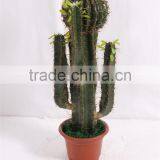 SJ3001106 Plastic Cactus Indoor Outdoor Potted Plant Tree thumbnail-4