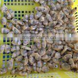 America Standard Short Necked Clam Meat thumbnail-5
