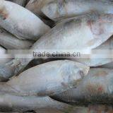 FROZEN SARDINE FISH/ SHAD FISH/ SIZE 4/6 thumbnail-3