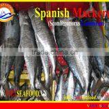 FROZEN SPANISH MACKEREL W/R thumbnail-1