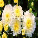 A Grade Different Varieties Of Small Sprayed Chrysanthemum For Sale thumbnail-2