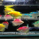 Giant Gourami Mix Color / Aquarium Fish Exporter thumbnail-2