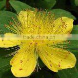 St. John's Wort Oil thumbnail-2