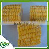 High Quality Iqf Corn Kernels thumbnail-5