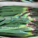 Realistic Silk Leaf Sword Shaped