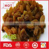 Various Type of Organic Sweet Raisins From China thumbnail-2