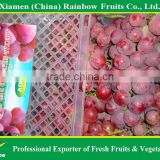 Chinese fresh red grape