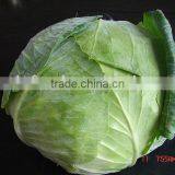 top grade cabbage