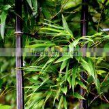 Bamboo Seedling thumbnail-3