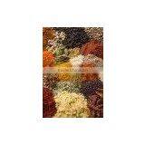 Golden Madras Curry Powder thumbnail-3