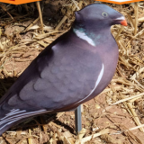 Pigeon Decoy Socks thumbnail-3