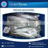 Amazing Quality Bulk Supplier of Indian Mackerel Available at Nominal Price thumbnail-2