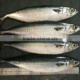 New Catching Fish Frozen Pacific Mackerel 400-500g&500g+ thumbnail-2