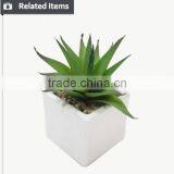 Hot Sale Miniascape of Aloe Vera Mini Plant for Office Supply thumbnail-3