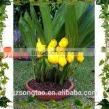 New Decration Tulip Flower Pot , Located at Garden , Indoor House for Sale thumbnail-1