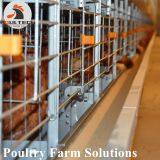 H Type Layer Chicken Cage for 50000 - 100000 Birds Layer /house thumbnail-4