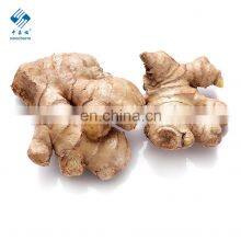 2020 Hot Sale Fresh Vegetable Fresh Ginger thumbnail-2