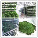 Ulva Flakes,green Seaweed,sea Vegetables,sea Lettuce thumbnail-1