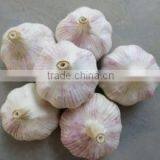 Chinese Garlic thumbnail-1