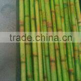 Decorative Bamboo Pole thumbnail-1