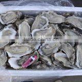 Sell Frozen Sea Shell Fresh Half Shell Oyster