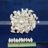 Snow White Pumpkin Seed 11CM 2016new Crop