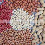 Blanched Peanut Kernel Color Sorter / Belt Type Color Sorter Machinery
