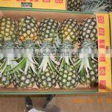 Fresh sweet pineapple/pineapples at low price