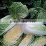 Chinese Cabbage thumbnail-3