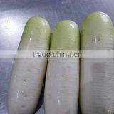Fresh Radish to Canada From Chinese Factory thumbnail-3
