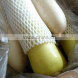 Fresh Radish to Canada thumbnail-1