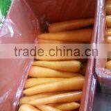 NEW PRICE NATURAL FRESH CARROT FOR SALE thumbnail-2