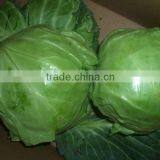 green chinese cabbage