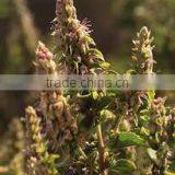 Medical Uses of Patchouli Essential Oil thumbnail-3