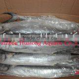 Frozen King Fish thumbnail-1