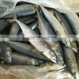 Fresh Frozen Pacific Mackerel With Mackerel Fish Factory thumbnail-3
