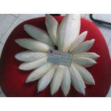 CUTTLEFISH BONE - CUTTLE FISH BONE - Bird Feed - Turle Feed Vietnam 2016 ( Jolie Whatsapp Viber 84 98 358 7558) thumbnail-3