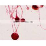 Protista Slides , Algae Slides ,fungi Slides thumbnail-1